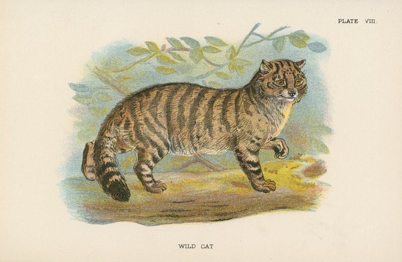 Wilde Kat door English School