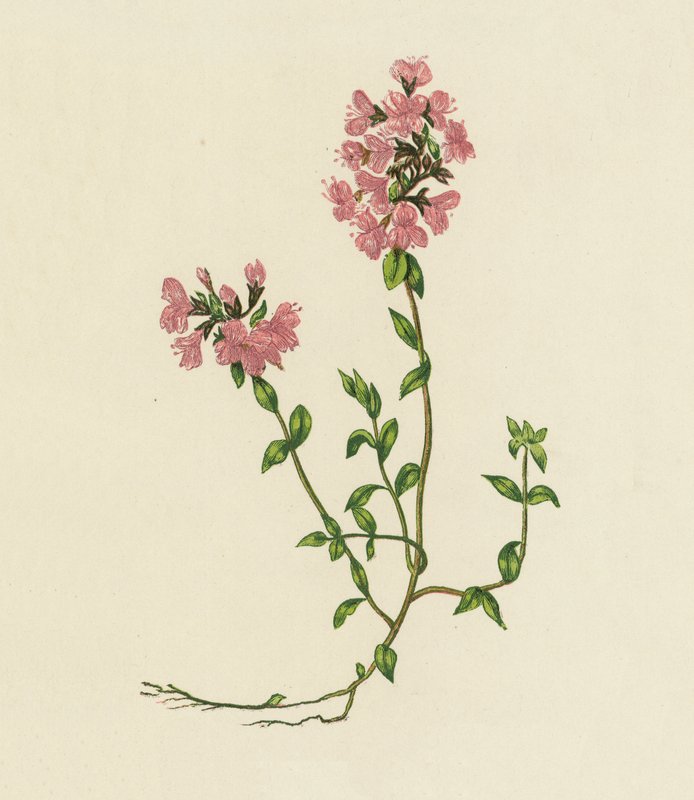 Wilde Tijm, Thymus Serpyllum door English School
