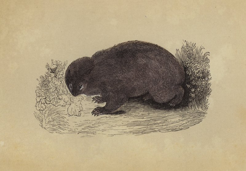 Wombat door English School