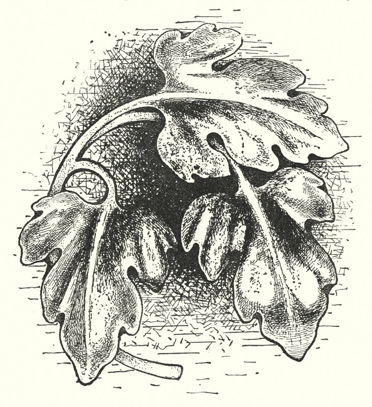Houtsnijwerk: Blad (gravure) door English School