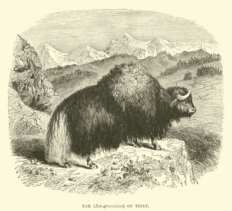 Yak (Bos grunniens) van Tibet door English School