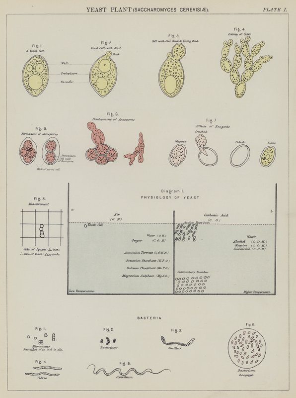 Gistplant, Saccharomyces Cerevisiae door English School