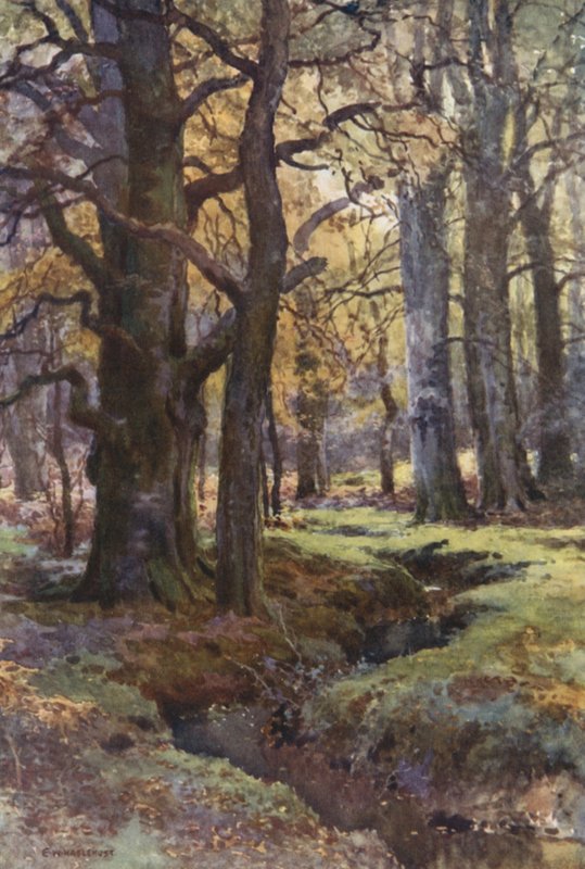 In Mallard Wood door Ernest William Haslehust