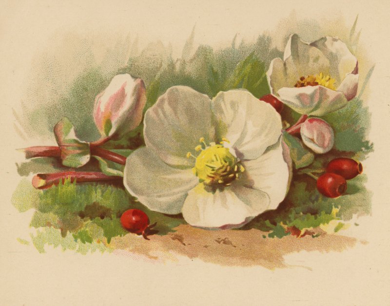 Kerstroos en Bessen door Ethel C. Nisbet