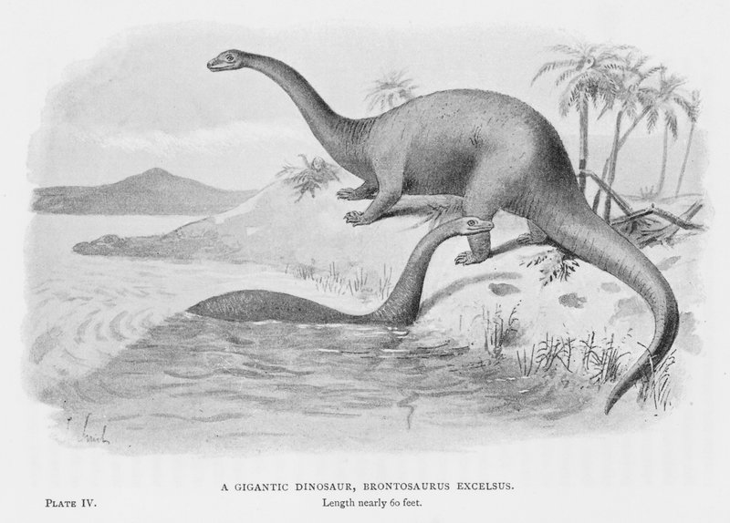 Een gigantische dinosaurus, Brontosaurus Excelsus door European School