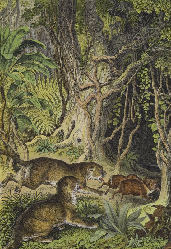 Dieren van Guiana (kleur litho) door European School