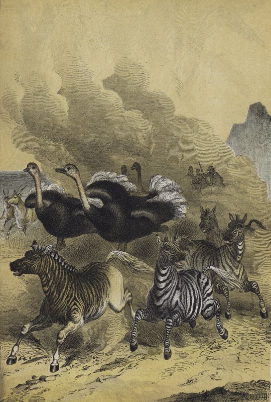 Dieren van Zuidelijk Afrika (kleur litho) door European School