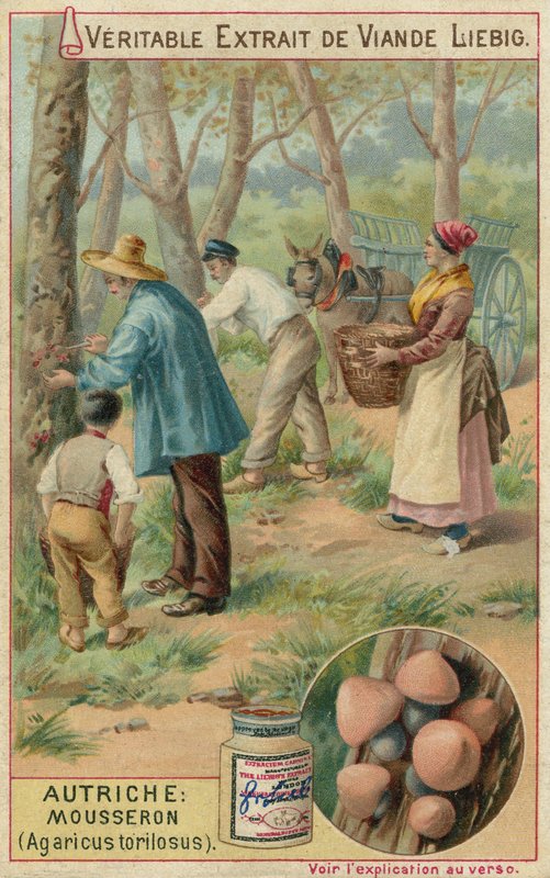 Oostenrijk: weidechampignon (Agaricus torilosus) door European School