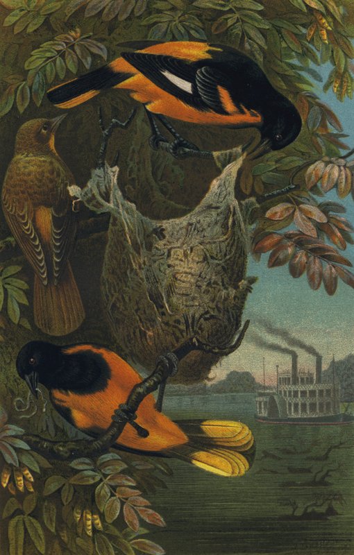 Baltimorevogel door European School