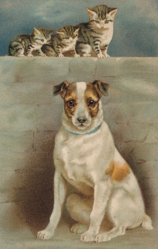 Katten die een hond observeren door European School