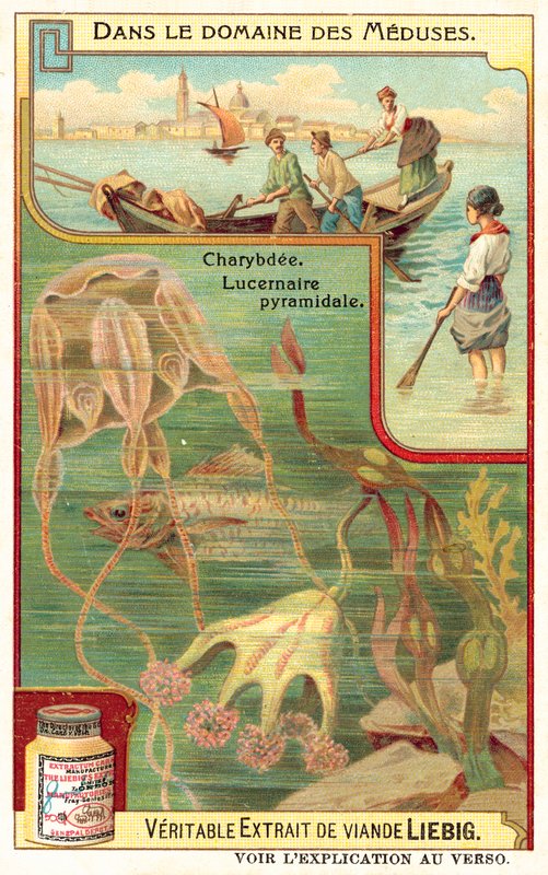 Charybdis en Pyramidal Lucernia door European School