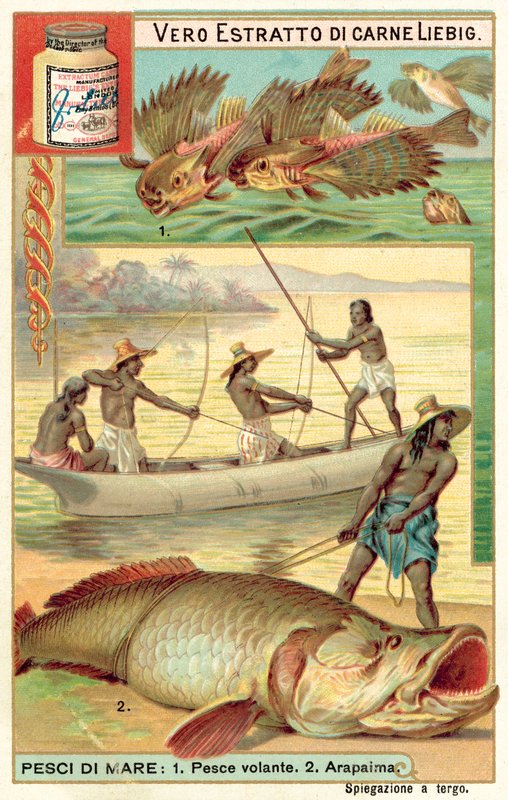 Vliegende vissen en arapaima door European School