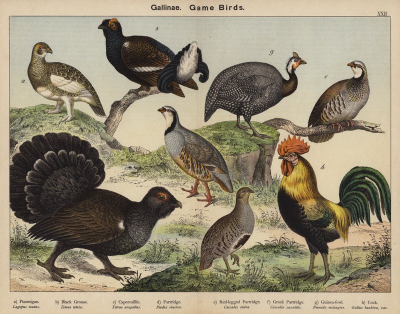 Gallinae, hoenderachtigen door European School