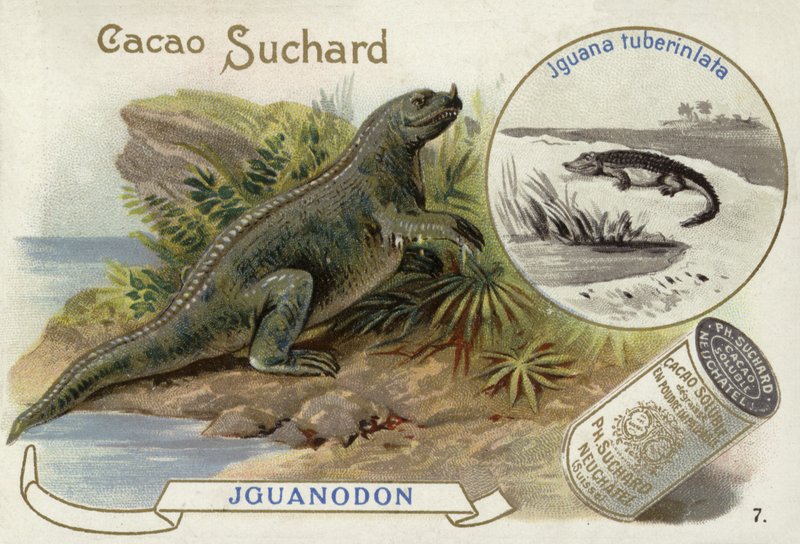 Iguanodon en Iguana Tuberinlata door European School