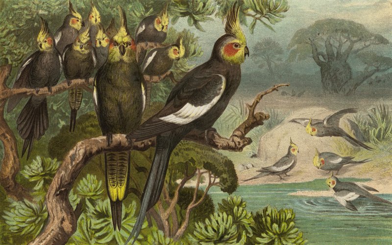 Witkuifkaketoe, Corella door European School