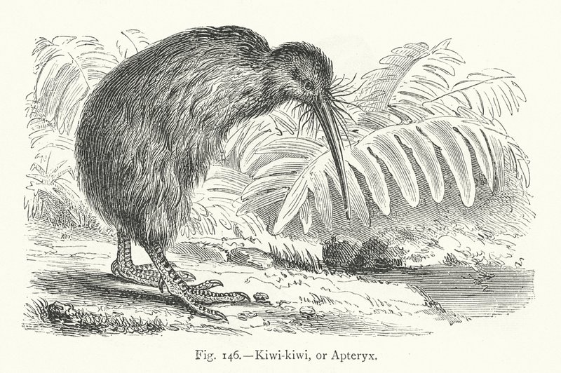 Kiwi-kiwi, of Apteryx door European School