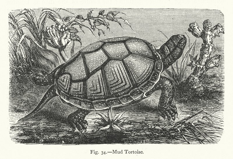 Modderschildpad door European School