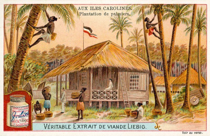 Palmplantage, Caroline-eilanden (chromolitho) door European School
