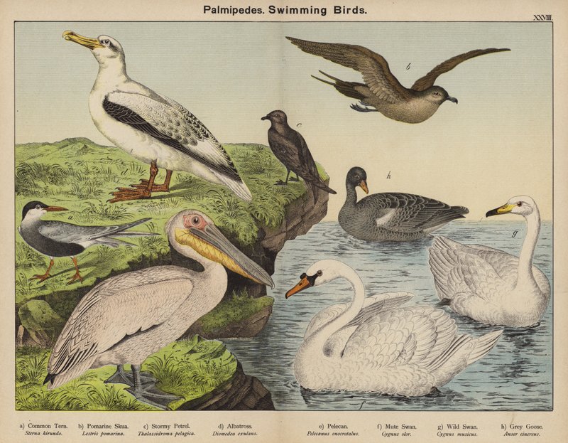 Palmipedes, zwemmende vogels door European School