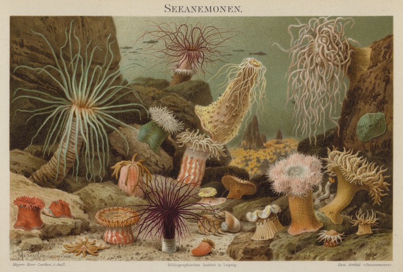 Zeeanemonen door European School