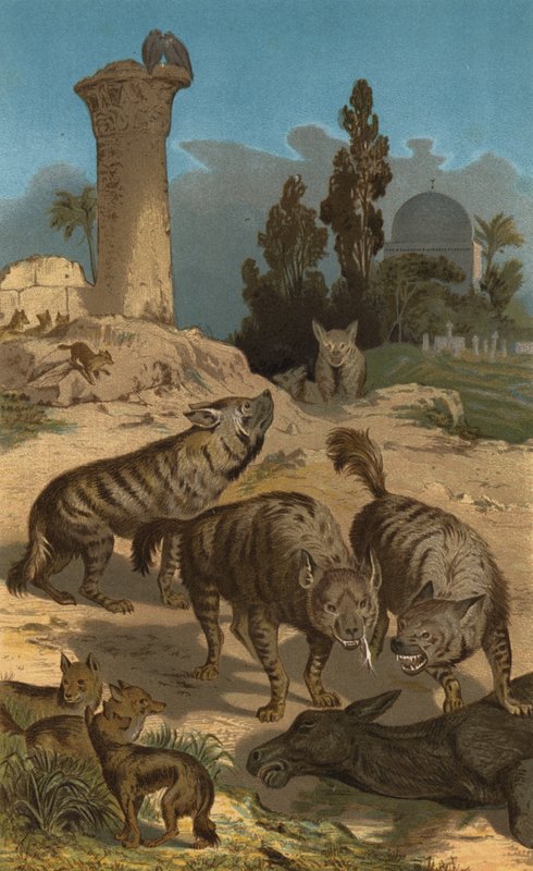 Gestreepte hyena door European School