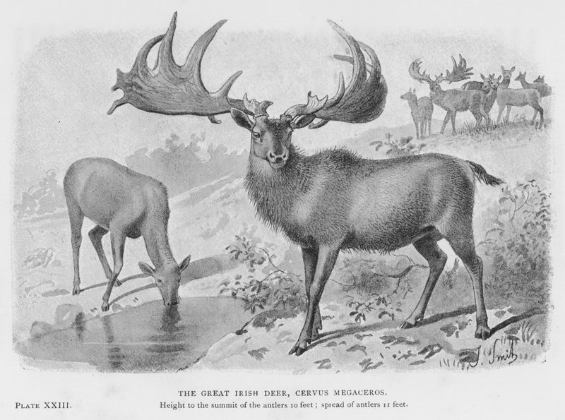 Het grote Ierse hert, Cervus Megaceros door European School