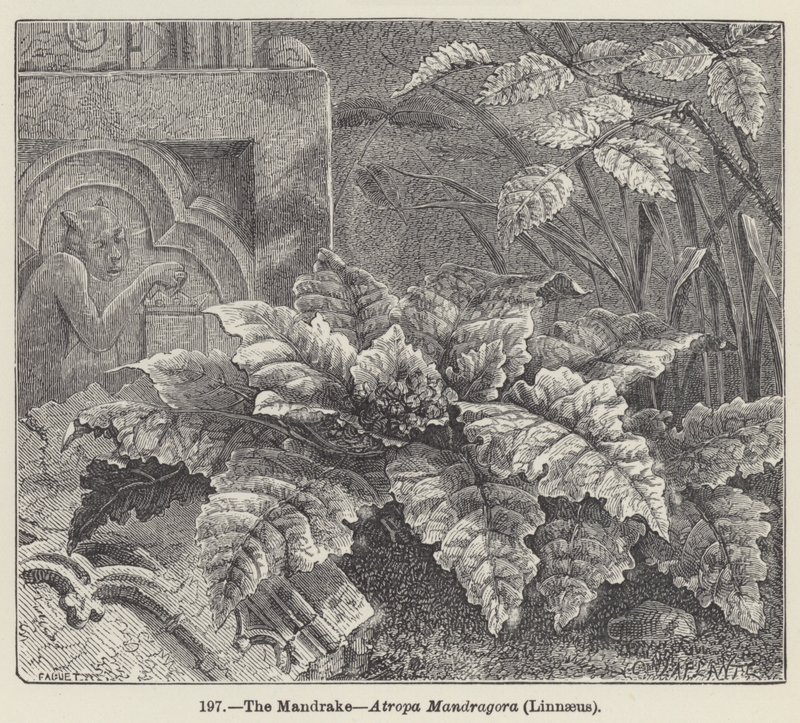 De Mandragora, Atropa Mandragora, Linnaeus door European School