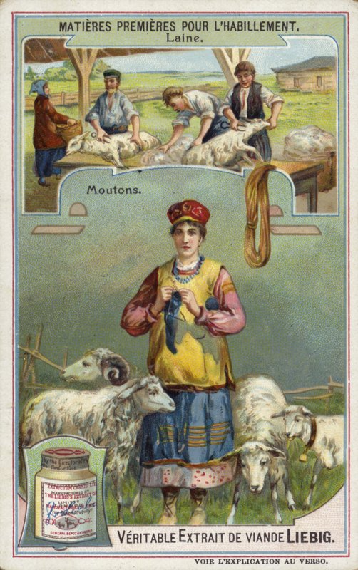 Wol: schaap door European School