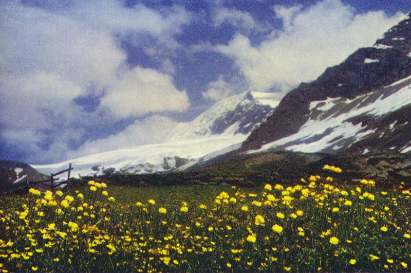 Trollius op de Simplonpas door Francis Sydney Smythe