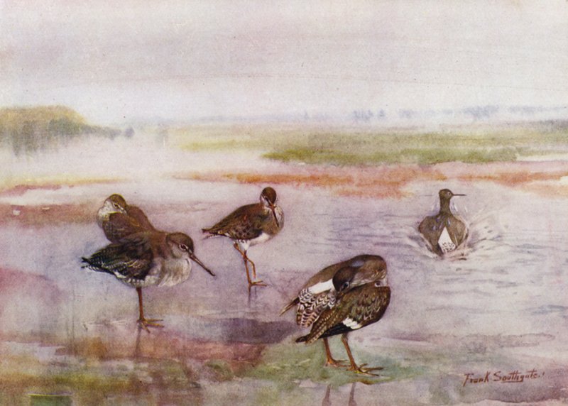 Norfolk Broads: Redshank door Frank Southgate