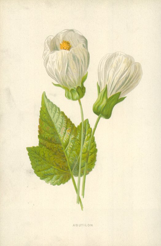Abutilon door Frederick Edward Hulme