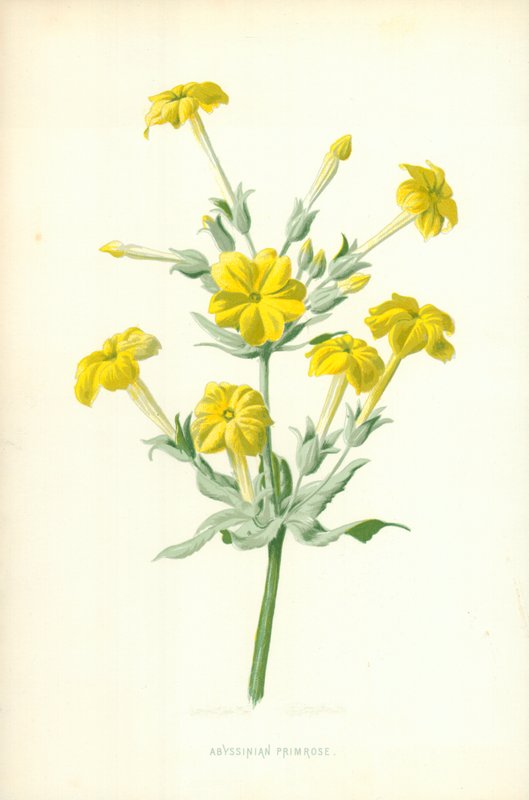 Abyssinische Primula door Frederick Edward Hulme