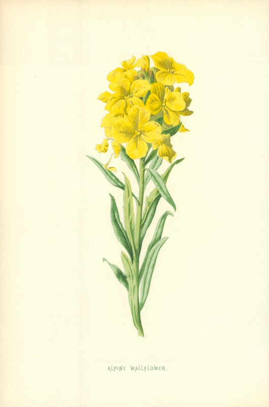Alpenmuurbloem door Frederick Edward Hulme
