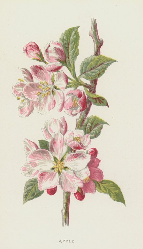 Appel door Frederick Edward Hulme