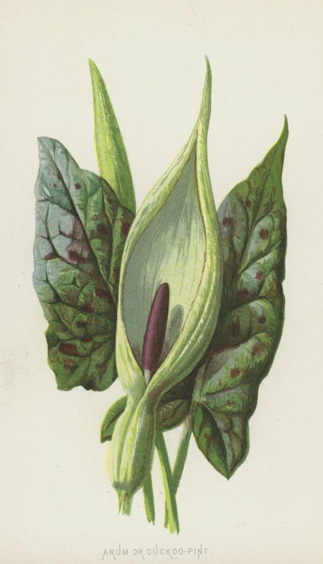 Gevlekte Aronskelk door Frederick Edward Hulme