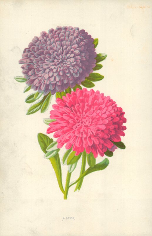 Aster door Frederick Edward Hulme