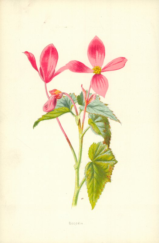Begonia door Frederick Edward Hulme