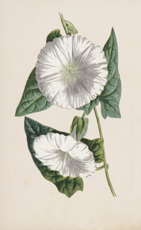 Haagwinde door Frederick Edward Hulme