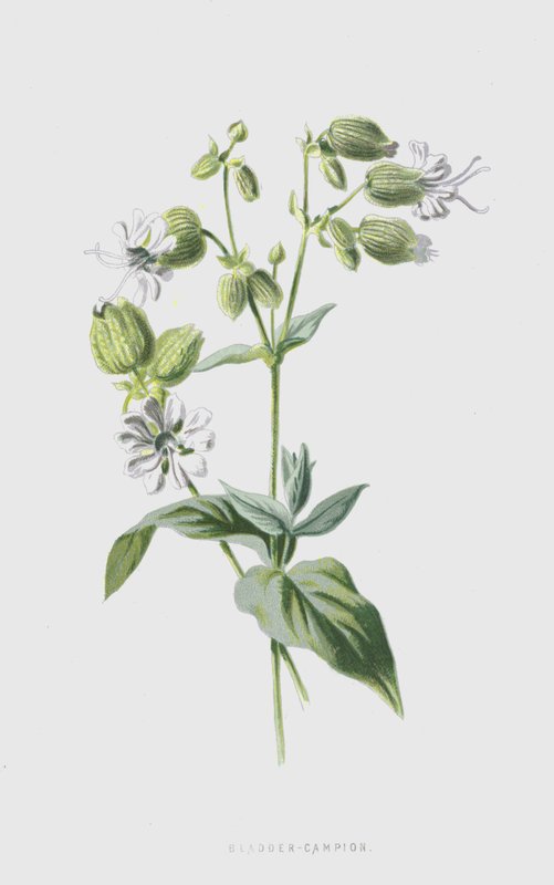 Blaassilene door Frederick Edward Hulme