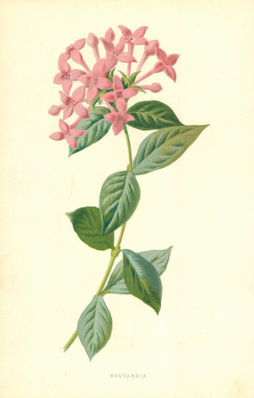 Bouvardia door Frederick Edward Hulme