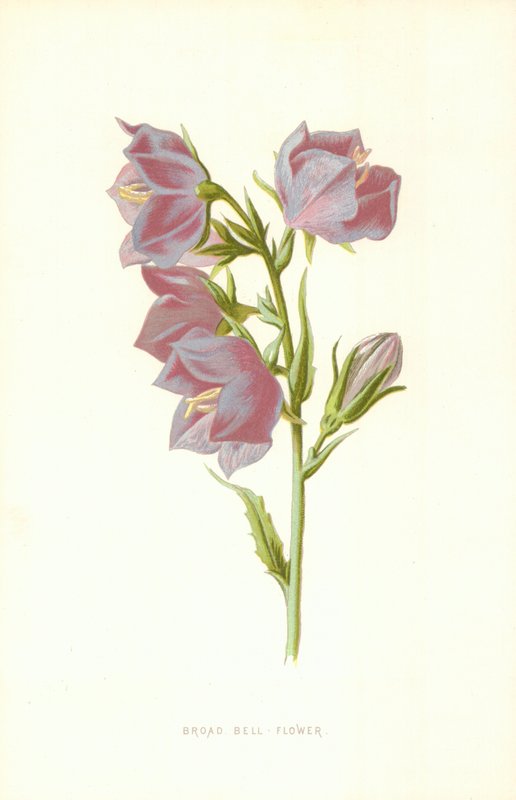 Brede Klokbloem door Frederick Edward Hulme
