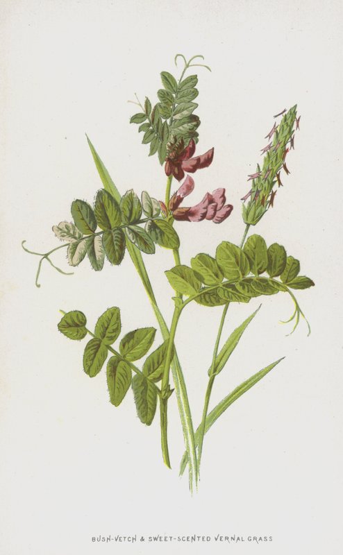 Boswikke en Welriekend Hooigras door Frederick Edward Hulme