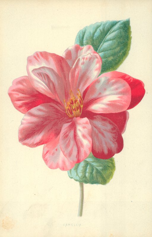 Camellia door Frederick Edward Hulme