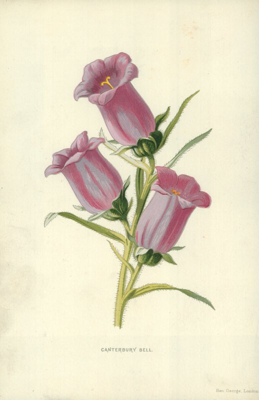 Klokjesbloem door Frederick Edward Hulme