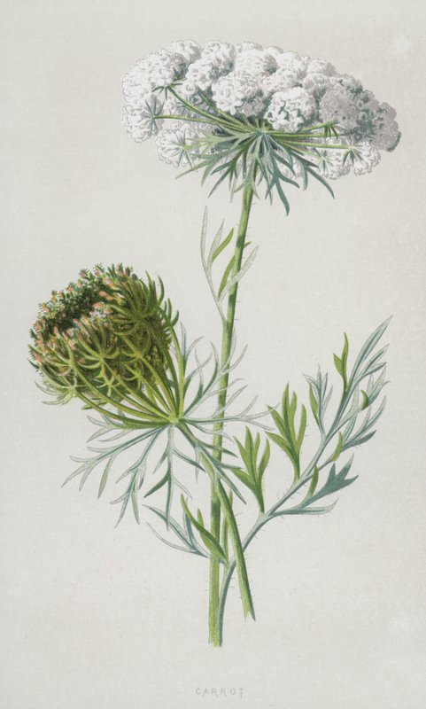 Wortel door Frederick Edward Hulme