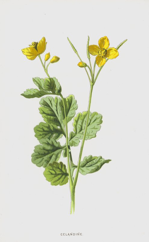 Stinkende Gouwe door Frederick Edward Hulme