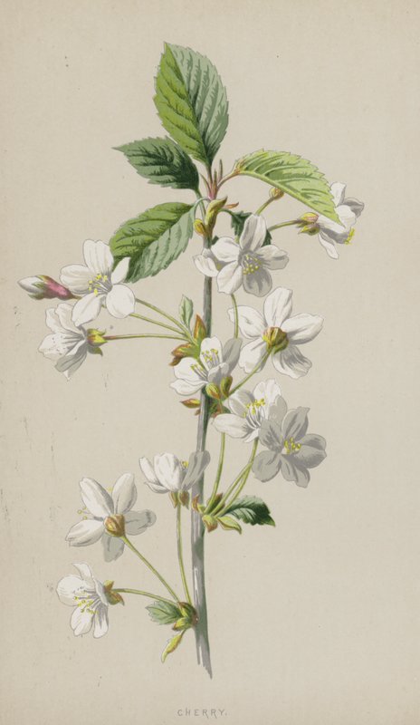 Kers door Frederick Edward Hulme