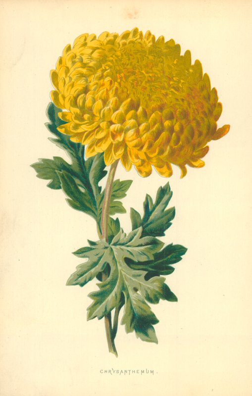 Chrysant door Frederick Edward Hulme