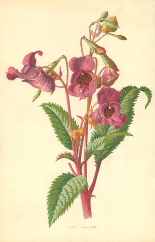 Ciant Balsam door Frederick Edward Hulme