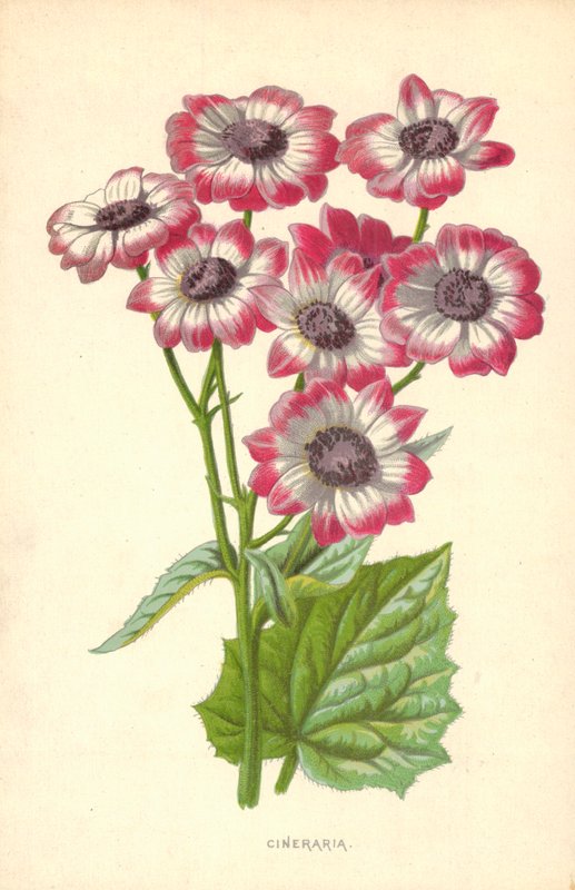 Cineraria door Frederick Edward Hulme